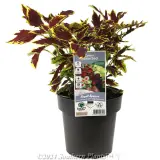 Coleus - Alternate photo