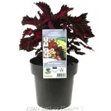 Coleus - Product photo