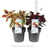 Coleus - Reference photo