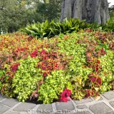 Coleus - Product photo