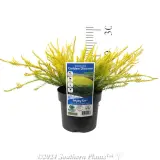Golden Diosma - Product photo