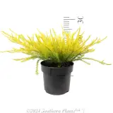 Golden Diosma - Reference photo