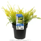 Golden Diosma - Plant photo