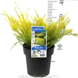 Golden Diosma - Product photo