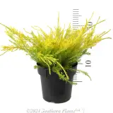 Golden Diosma - Reference photo