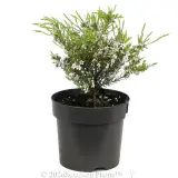 Dwarf Pink Diosma - Alternate photo