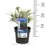 Dwarf Pink Diosma - Product photo