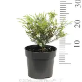 Dwarf Pink Diosma - Reference photo