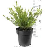 Dwarf Pink Diosma - Reference photo