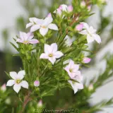 Dwarf Pink Diosma - Detail photo