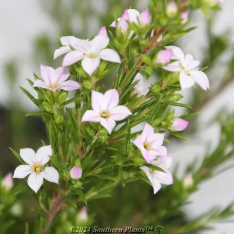 Dwarf Pink Diosma