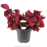 Coleus Redhead - Plant photo