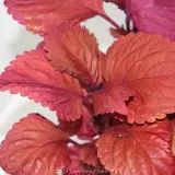 Coleus Redhead - Product photo