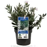 Silverbush - Plant photo