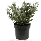 Silverbush - Alternate photo