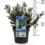 Silverbush - Product photo