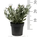Silverbush - Reference photo