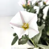 Silverbush - Detail photo