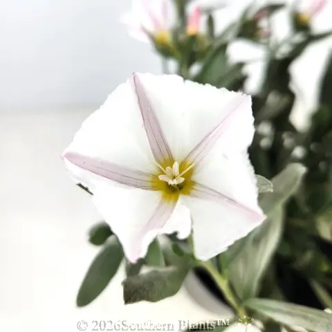 Silverbush