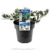 Silverbush - Plant photo