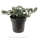 Silverbush - Alternate photo