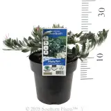 Silverbush - Product photo
