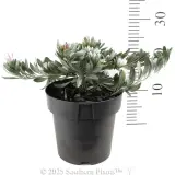 Silverbush - Reference photo