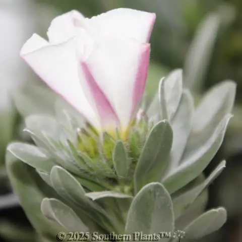 Silverbush