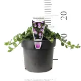 Ground Morning Glory - Product photo