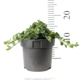 Ground Morning Glory - Reference photo