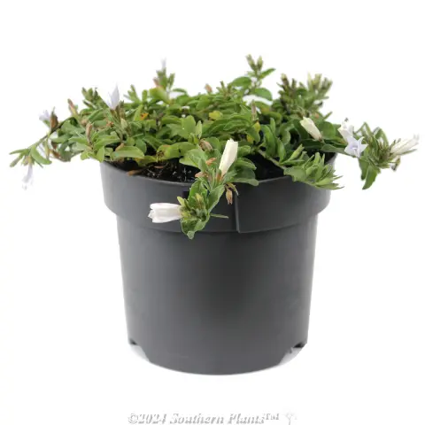 White Convolvulus sabatius