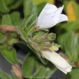 White Convolvulus sabatius - Product photo