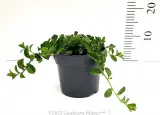 White Convolvulus sabatius - Primary