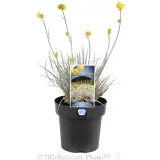 Grey Cottonhead - Plant photo