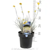 Grey Cottonhead - Product photo