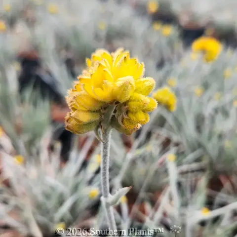 Grey Cottonhead