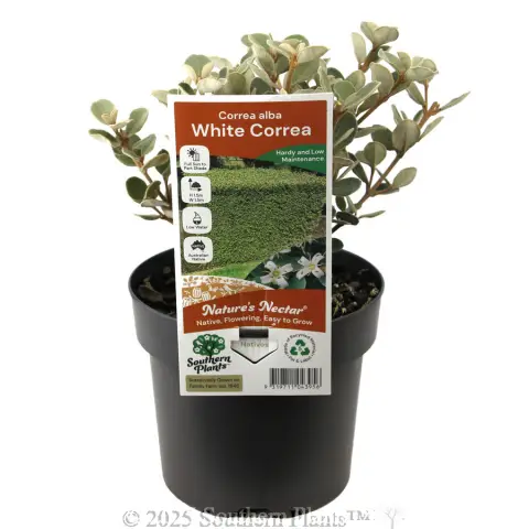 White Correa