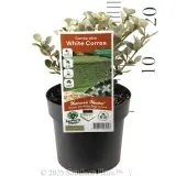 White Correa - Product photo
