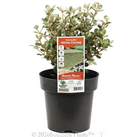 White Correa