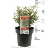 White Correa - Product photo