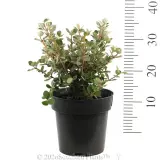 White Correa - Reference photo