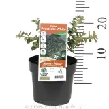 Correa alba prostrate - Pack