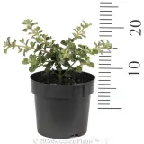 Correa alba prostrate - Ruler