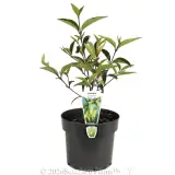 Chef's Cap Correa - Plant photo
