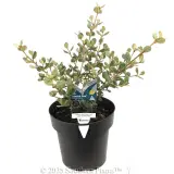 Coastal Pink™ Correa - Plant photo