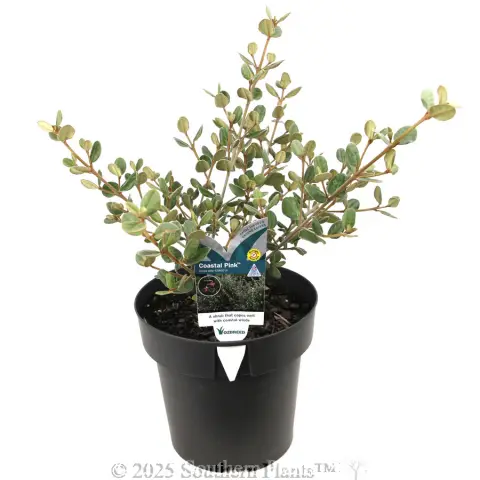 Coastal Pink™ Correa