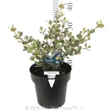 Coastal Pink™ Correa - Product photo