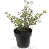 Coastal Pink™ Correa - Reference photo