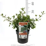 Correa Dusky Bells - Product photo