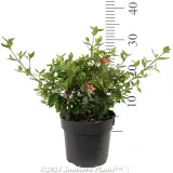 Correa Dusky Bells - Reference photo